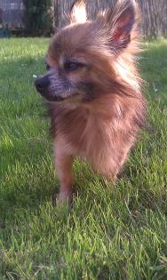 Mogli 8 Jähriger Chihuahua sucht dringend ein neues zu Hause