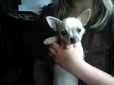 2 Chihuahuawelpen Rüde Hündin suchen ein Zuhause