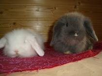2 süsse Teddywidder zu verkaufen Napf Flasche und Stroh/Heuballen