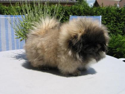 Pekingnese Welpe- Rüde