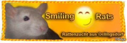 Smiling Rats hat Rattelwelpen und ältere Tiere abzugeben