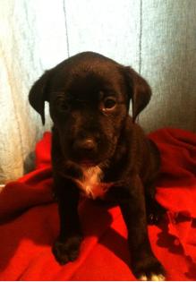 Schäferhund-Dalmatiner-Mix Welpen suchen ein neues zu Hause
