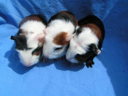 Geprüfte Hobbyzucht gibt Rasse- Meerschweinchen US-Teddys und Engl. Cresteds a