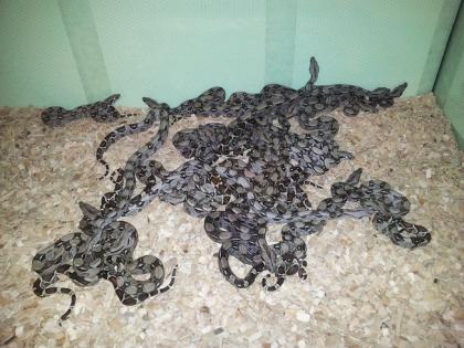 Boa constrictor imperator DNZ April 2022