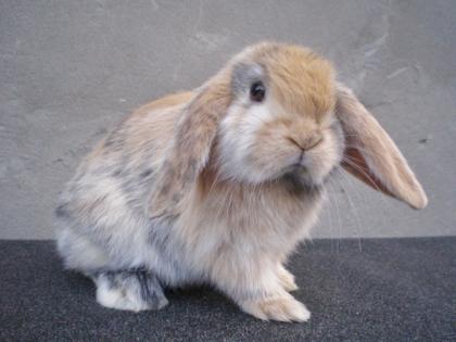 NHD Mini Lop Widder