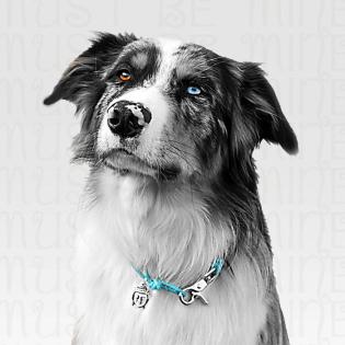 Must be mine - Lederhalsbänder und - leinen Schmuckketten für den Hund