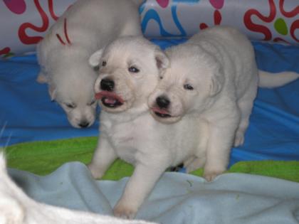 Weiße Schäferhundwelpen