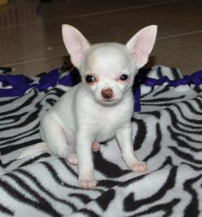 Wunderschöne Weisse Chihuahuababys Langhaar Rüde Und Hüden
