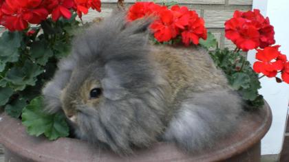 Bonny Clyde haben Nachwuchs