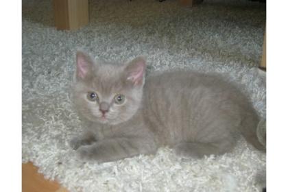 BKH Kitten suchen liebes Zuhause