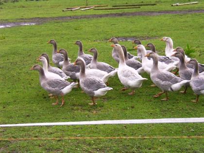 Altdeutsche Landgänse