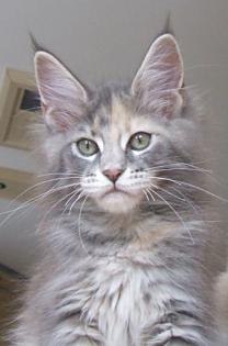 Maine Coon Jungkatze 04. 7. 10 sehr typvoll Luxpinsel langer Schwanz.