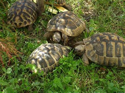 Griechische Landschildkröte NZ 2022 m