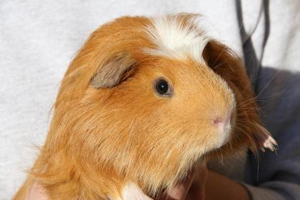 Verschiedene Meerschweinchenrassen zu verkaufen