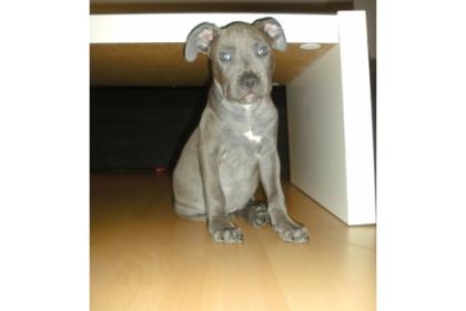 Pitbull Welpe APBT 8 Wochen alt weiß