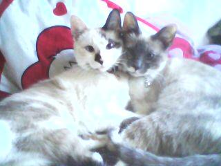 2 Siammix Katzen