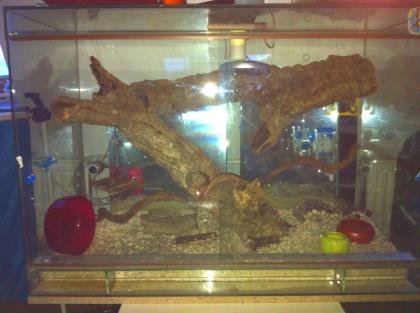 Kurzschwanzoppossum mit Terrarium
