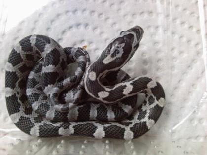 Kornnattern snow amel black albino motley snow