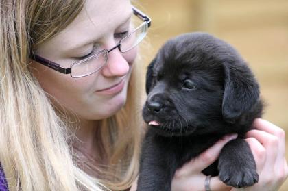 Schwarze Labrador Welpen