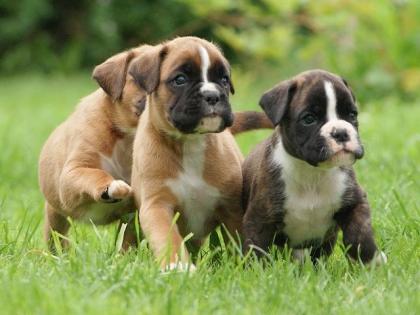 Boxerwelpen traumhaft schön sehr lebhaft aus VDH/ BK Leistungszucht