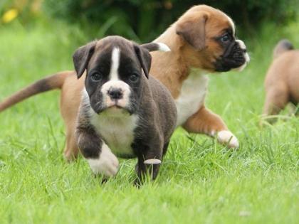 Boxerwelpen