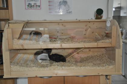 2 Weibchen 1 Kastrat und Kleintiervilla Gehege abzugeben