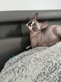 Sphynx Kitten suchen ein Zuhause