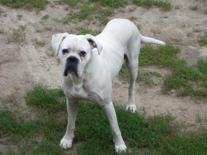 Boxerwelpen