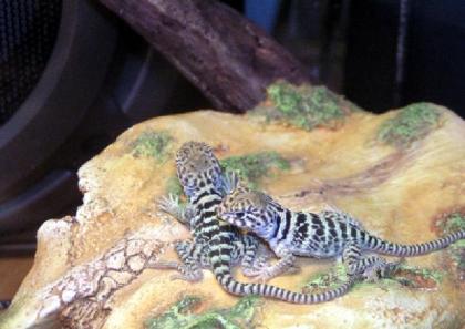Halsbandleguan Weibchen und Männchen NZ 2022
