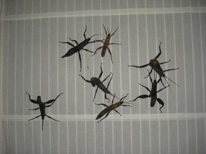 Eurycantha calcarata Dorngespenstschrecke