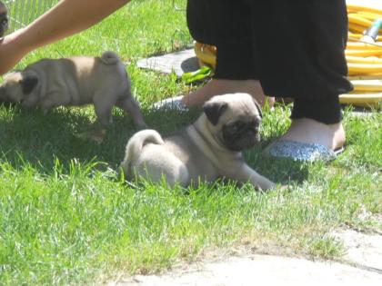 Mops Welpen gechipt geimpft usw.