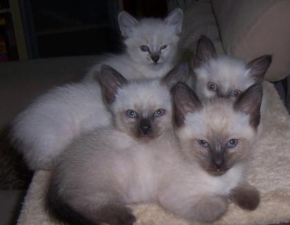 3 Süße reinrassige Siamkitten günstig zu verkaufen