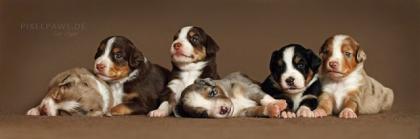 Zauberhafte Miniatur Australian Shepherd Welpen suchen ein liebevolles Zuhause