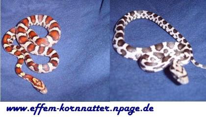 Kornnatter Korni Pantherophis-Guttatus Miami Milk-Snake Charcoal Black-Albino A
