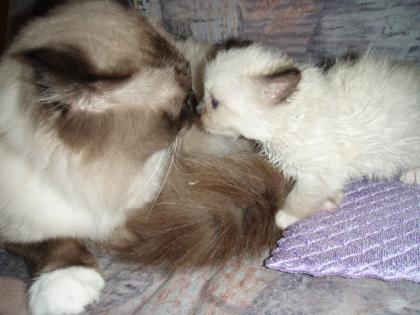Ragdoll Mixkatzenmädchen mit blauen Augen