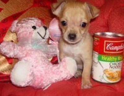 Super süßer kurzhaar Chihuahuawelpe