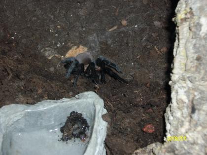 0. 1 Brachypelma vagans