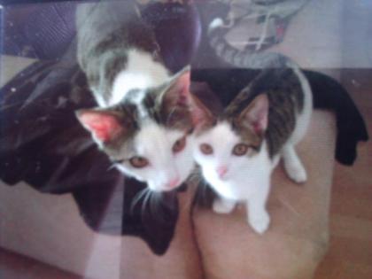 Bounty Twixie suchen dringend ein neues Zuhause