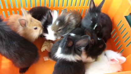 Hasenbabys zuverschenken