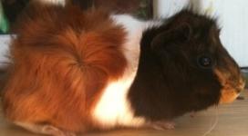 Süße Meerschweinchenbabys