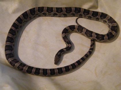 Kornnatter Pantherophis Guttatus BL zu verkaufen