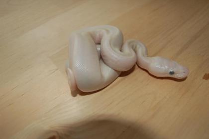 Python regius NZ 2022 Butter Butterpastel Lesser Blue Ey Lucy Lesserbee und Past