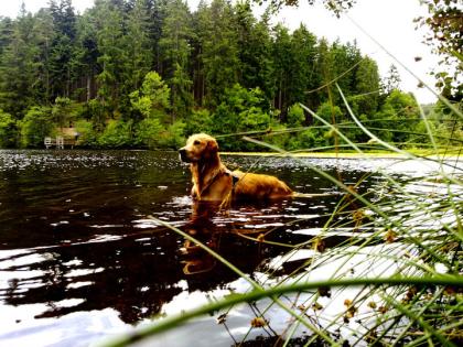 Golden Retriever Rüde sucht Hündin zum Decken