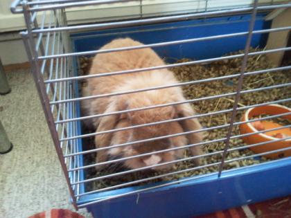 1 flauschiger Löwenkopf-Widder männlich abzugeben