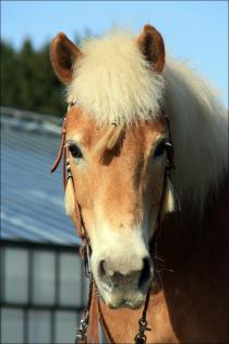 Suche zuverlässige Reitbeteiligung