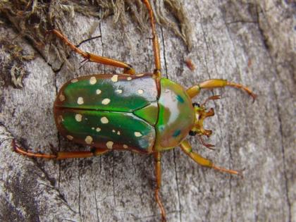 Rosenkäfer Eudicella Pachnoda abzugeben