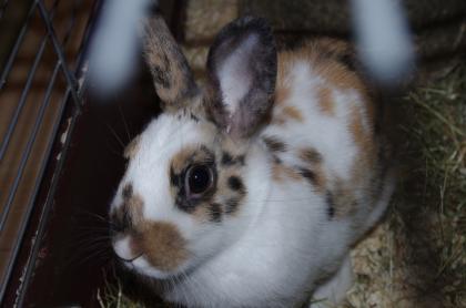 Dringend Verschenke weibliches Zwergkanninchen mit Zubehör Preis Zu verschenke