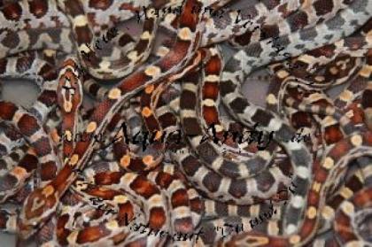 Kornnatter nominat - Panterophis Elaphe guttata classic