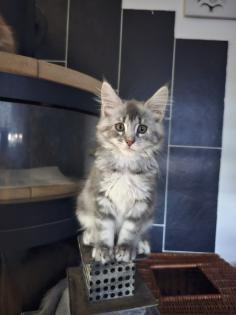 Maine Coon mit Stammbaum