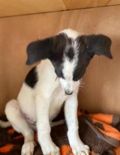 Oscar sucht ein passendes Zuhause